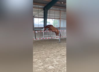 Rijnlander, Merrie, 5 Jaar, Vos
