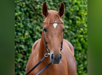 Rijnlander, Merrie, 6 Jaar, 158 cm, Vos