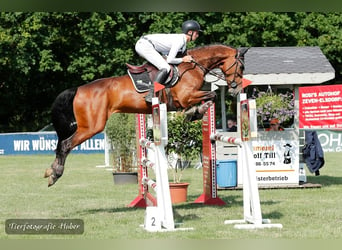 Rijnlander, Merrie, 6 Jaar, 166 cm, Bruin