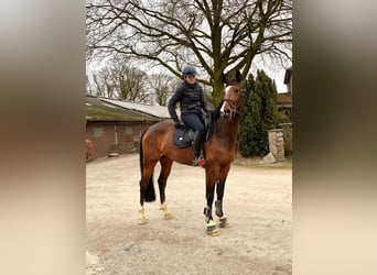 Rijnlander, Merrie, 6 Jaar, 168 cm, Bruin