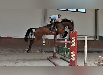 Rijnlander, Merrie, 6 Jaar, 175 cm, Bruin