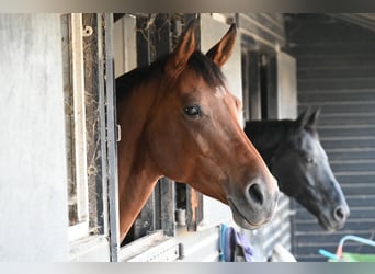 Rijnlander, Merrie, 7 Jaar, 164 cm, Bruin
