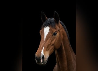 Rijnlander, Merrie, 7 Jaar, 165 cm, Bruin