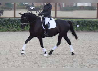 Rijnlander, Merrie, 7 Jaar, 168 cm, Zwart