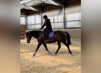 Rijnlander, Merrie, 8 Jaar, 165 cm, Donkerbruin