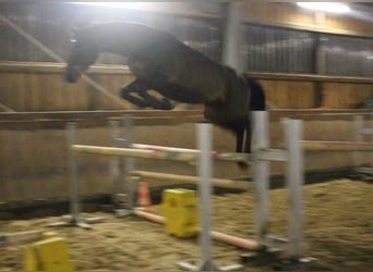 Rijnlander, Merrie, 8 Jaar, 165 cm, Donkerbruin