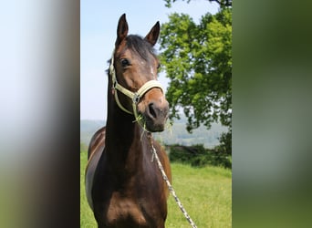Rijnlander, Merrie, 8 Jaar, 165 cm, Donkerbruin