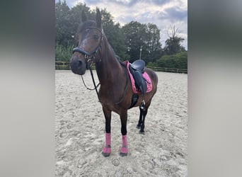 Rijnlander, Merrie, 8 Jaar, 165 cm, Donkerbruin