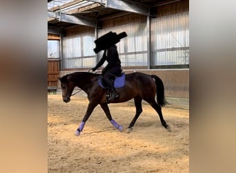 Rijnlander, Merrie, 8 Jaar, 165 cm, Donkerbruin