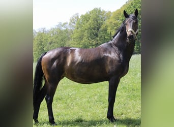 Rijnlander, Merrie, 8 Jaar, 165 cm, Donkerbruin