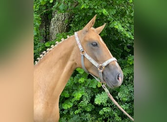 Rijnlander, Merrie, 8 Jaar, 165 cm, Palomino