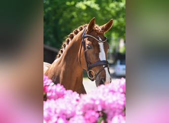 Rijnlander, Merrie, 8 Jaar, 167 cm, Vos