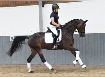 Rijnlander, Merrie, 8 Jaar, 168 cm, Donkerbruin