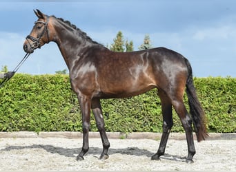 Rijnlander, Merrie, 8 Jaar, 168 cm, Donkerbruin