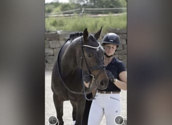 Rijnlander, Merrie, 8 Jaar, 169 cm, Zwartbruin