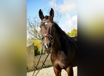 Rijnlander, Merrie, 8 Jaar, 170 cm, Bruin
