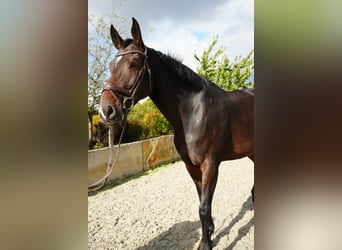 Rijnlander, Merrie, 8 Jaar, 170 cm, Bruin