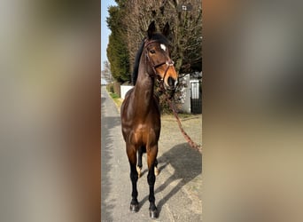 Rijnlander, Merrie, 9 Jaar, 162 cm, Bruin