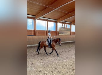 Rijnlander, Merrie, 9 Jaar, 164 cm, Bruin