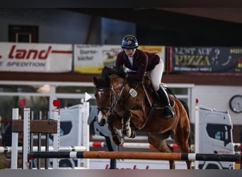 Rijnlander, Merrie, 9 Jaar, 165 cm, Donkerbruin