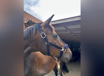 Rijnlander, Merrie, 9 Jaar, 167 cm, Donkerbruin