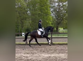 Rijnlander, Merrie, 9 Jaar, 168 cm, Donkerbruin