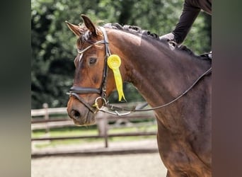 Rijnlander, Merrie, 9 Jaar, 168 cm, Donkerbruin