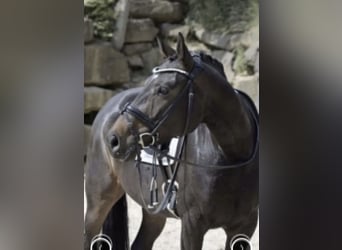 Rijnlander, Merrie, 9 Jaar, 169 cm, Zwartbruin