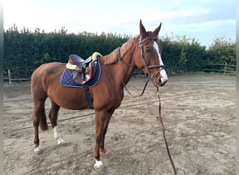 Rijnlander, Merrie, 9 Jaar, 172 cm, Vos