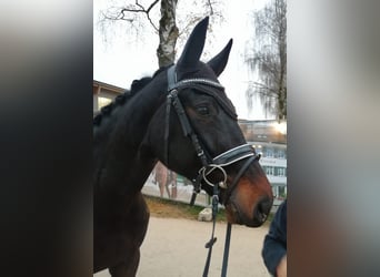 Rijnlander, Merrie, 9 Jaar, 172 cm, Zwartbruin