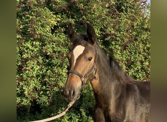 Rijnlander, Merrie, Veulen (04/2025), 140 cm, Donkerbruin