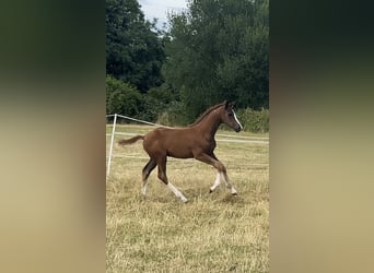 Rijnlander, Merrie, , 172 cm, Donkere-vos