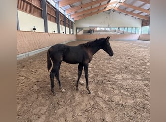 Rijnlander, Merrie, Veulen (05/2026), Zwartbruin