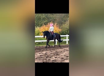 Rijnlander, Ruin, 10 Jaar, 171 cm, Bruin