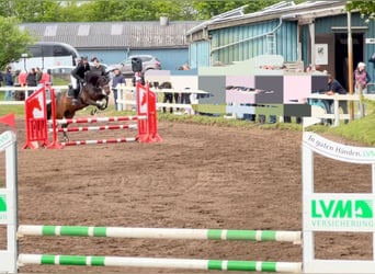Rijnlander, Ruin, 10 Jaar, 171 cm, Bruin