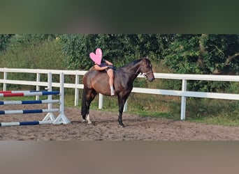 Rijnlander, Ruin, 10 Jaar, 171 cm, Bruin