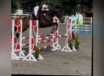 Rijnlander, Ruin, 10 Jaar, 171 cm, Bruin