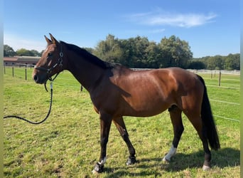 Rijnlander, Ruin, 10 Jaar, 172 cm, Bruin