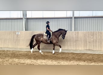 Rijnlander, Ruin, 10 Jaar, 176 cm, Donkere-vos