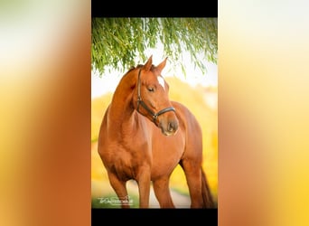 Rijnlander, Ruin, 12 Jaar, 172 cm, Vos