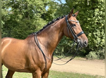 Rijnlander, Ruin, 12 Jaar, 175 cm, Bruin