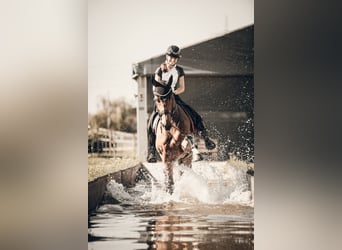 Rijnlander, Ruin, 12 Jaar, 175 cm, Bruin