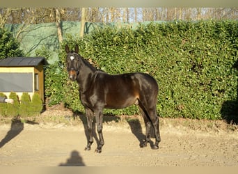 Rijnlander, Ruin, 12 Jaar, 175 cm, Zwartbruin