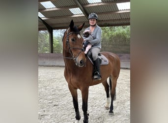 Rijnlander, Ruin, 12 Jaar, 180 cm, Bruin