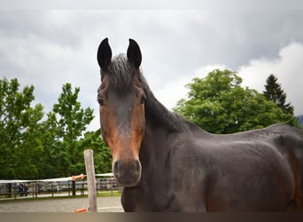 Rijnlander, Ruin, 13 Jaar, 180 cm, Donkerbruin