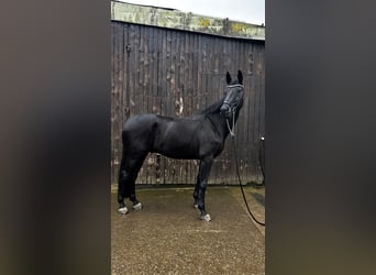 Rijnlander, Ruin, 13 Jaar, 180 cm, Zwart