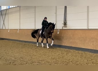 Rijnlander, Ruin, 15 Jaar, 173 cm, Bruin