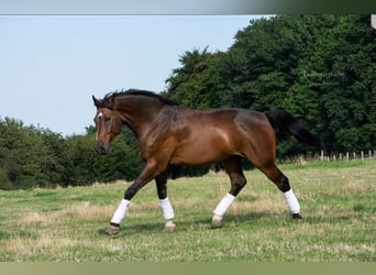Rijnlander, Ruin, 15 Jaar, 185 cm, Bruin