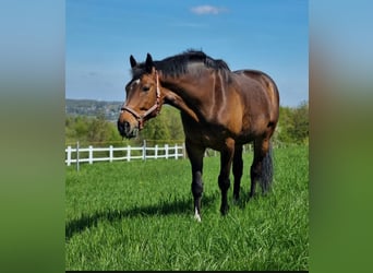 Rijnlander, Ruin, 15 Jaar, 185 cm, Bruin