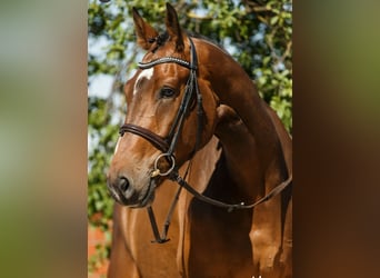 Rijnlander, Ruin, 15 Jaar, 185 cm, Bruin